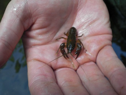 Spotting Image 1