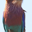 Lilac-breasted roller