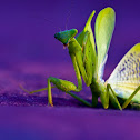 Praying Mantis