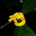 Eyelash Viper