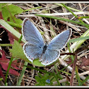 Unknown blue butterfly
