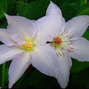 Clematis
