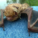 Little Brown Bat