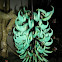 Jade vine / kuku macan ( Idonesia )