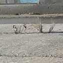 weeds