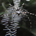 Black and Yellow Garden Spider
