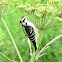 Downy Woodpecker