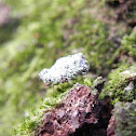 Debris-carrying Lacewing Larva