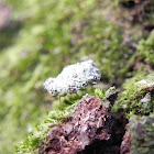 Debris-carrying Lacewing Larva
