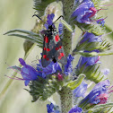 Six-spot Burnet