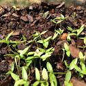 Parsley