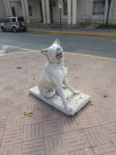 Perro Guardián Municipalidad De Linares