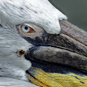 Spot Billed Pelican 