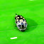 Tumbling Flower Beetle