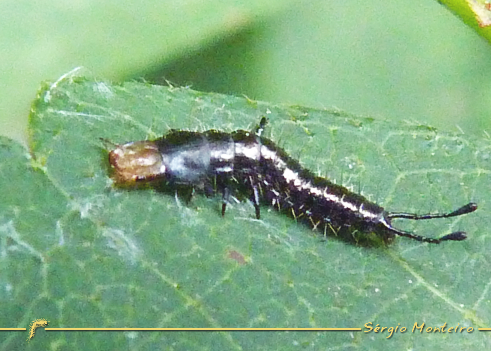 Vivid Metallic Ground Beetle