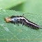 Vivid Metallic Ground Beetle