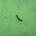 millipede