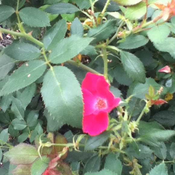 Spotting Image 1