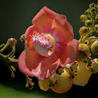 Cannonball Tree
