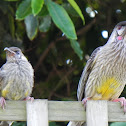 Red Wattle Honeyeater