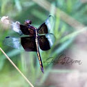 Widow Skimmer