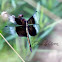 Widow Skimmer