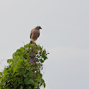 Red-shouldered Hawk
