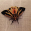 Apantesis phalerata