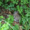 Jackrabbit