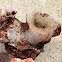 Fossilized sea bed creatures