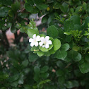 Orange Jessamine