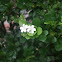 Orange Jessamine