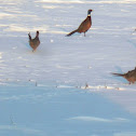 Ringneck phesant