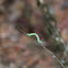Unknown Inchworm