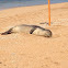 Hawaiian monk seal