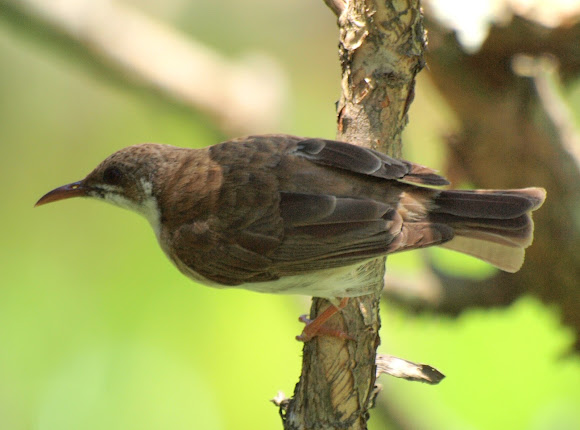 Spotting Image 1