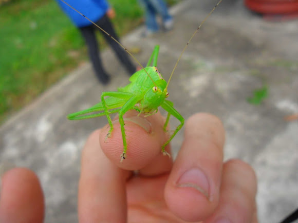 Spotting Image 1