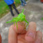 Muồm muỗm (Katydid nymph)