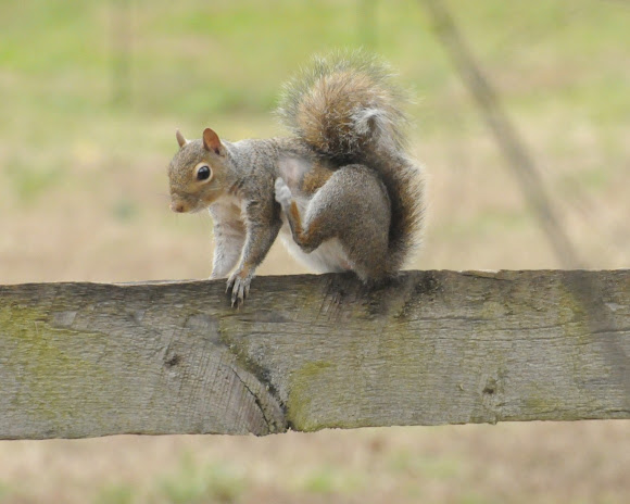 Spotting Image 1