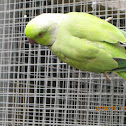Rose-ringed parakeet