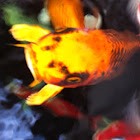 Koi