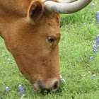 Cow