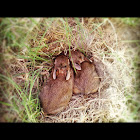Cottontail rabbit