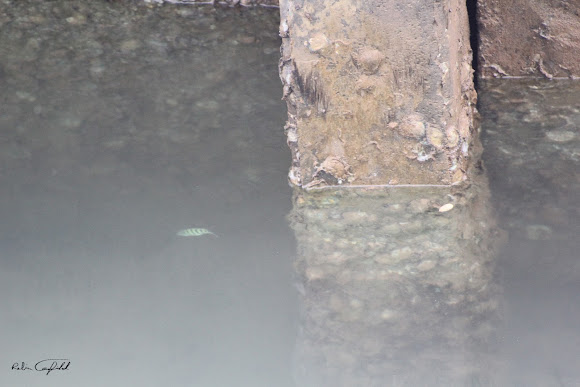 Spotting Image 1