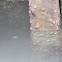 uncertain fish