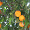 Orange Tree