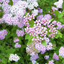 Pink Spirea