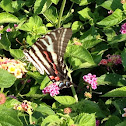 Zebra Butterfly