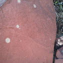 Worm holes