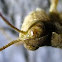 Grass Hopper